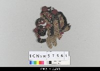 藏品(中國湖北皮影戲偶頭-淨)的圖片